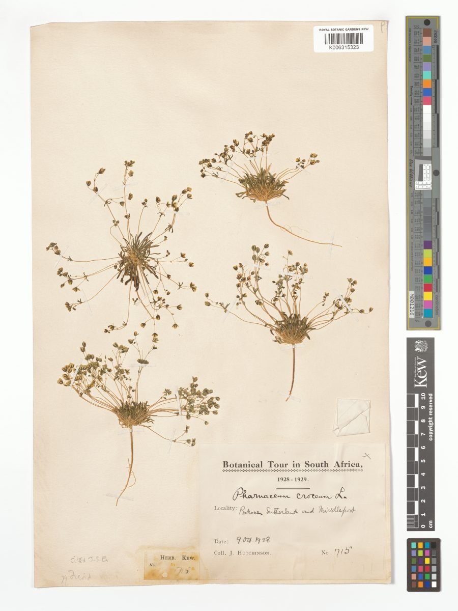 Pharnaceum croceum photograph 3