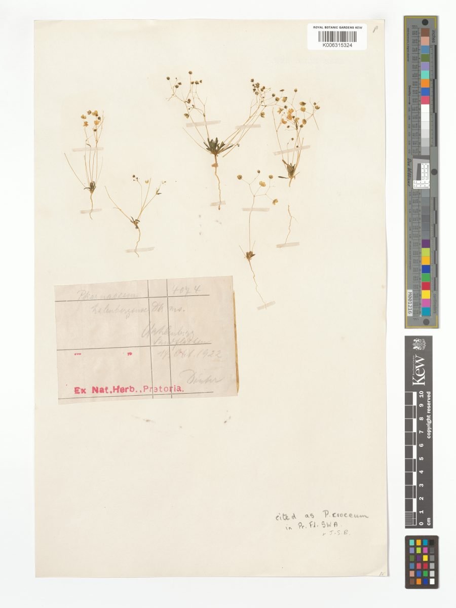 Pharnaceum croceum photograph 4