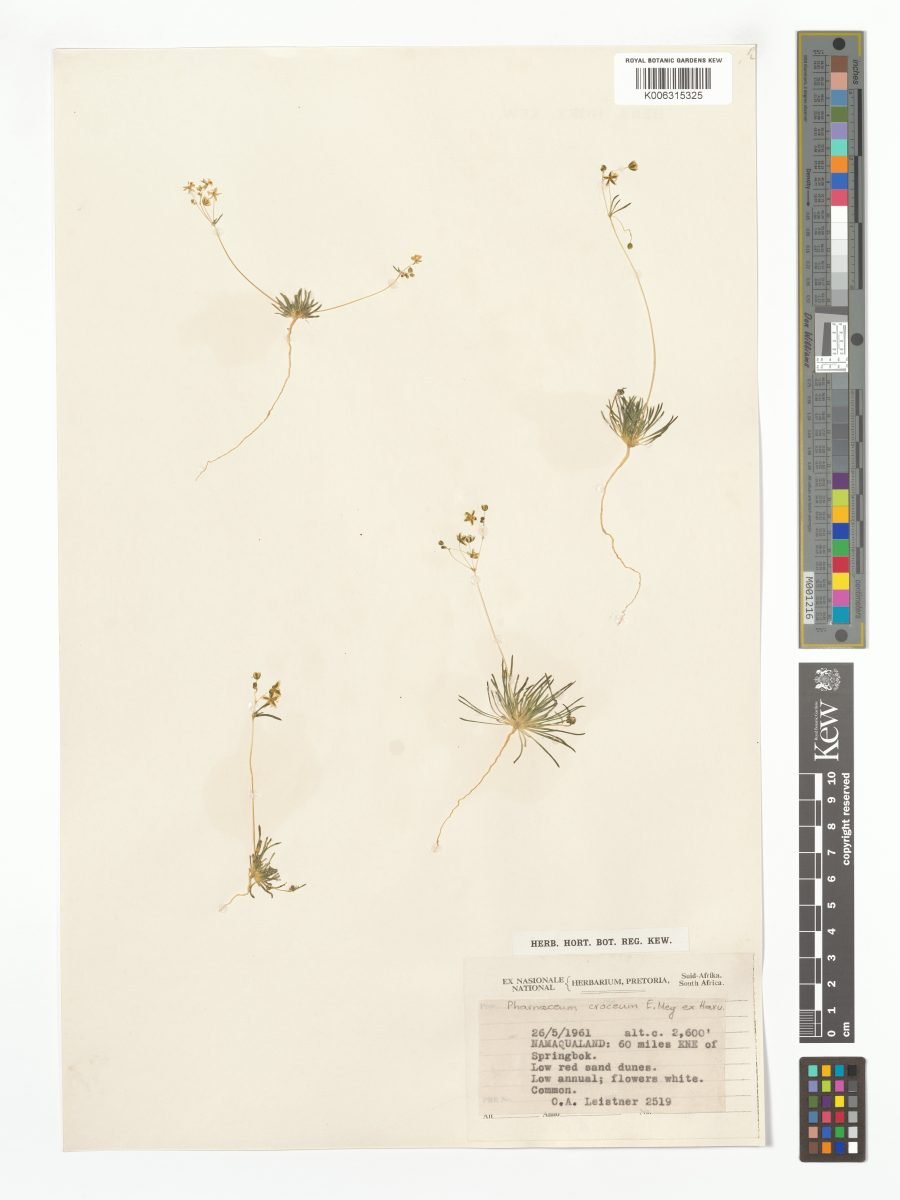Pharnaceum croceum photograph 2