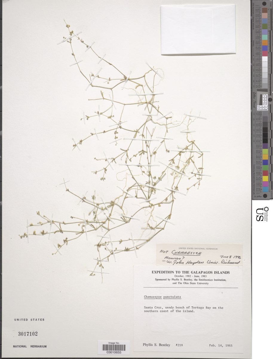 Mollugo flavescens photograph 3