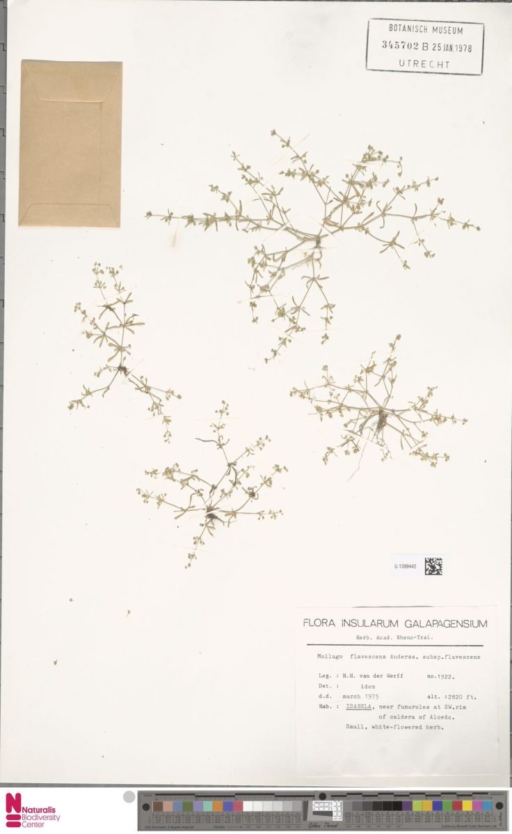 Mollugo flavescens photograph 6