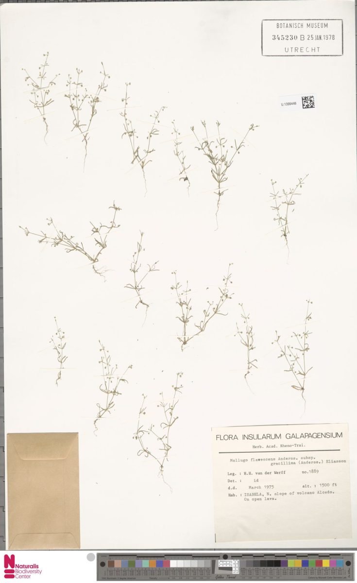 Mollugo flavescens photograph 5
