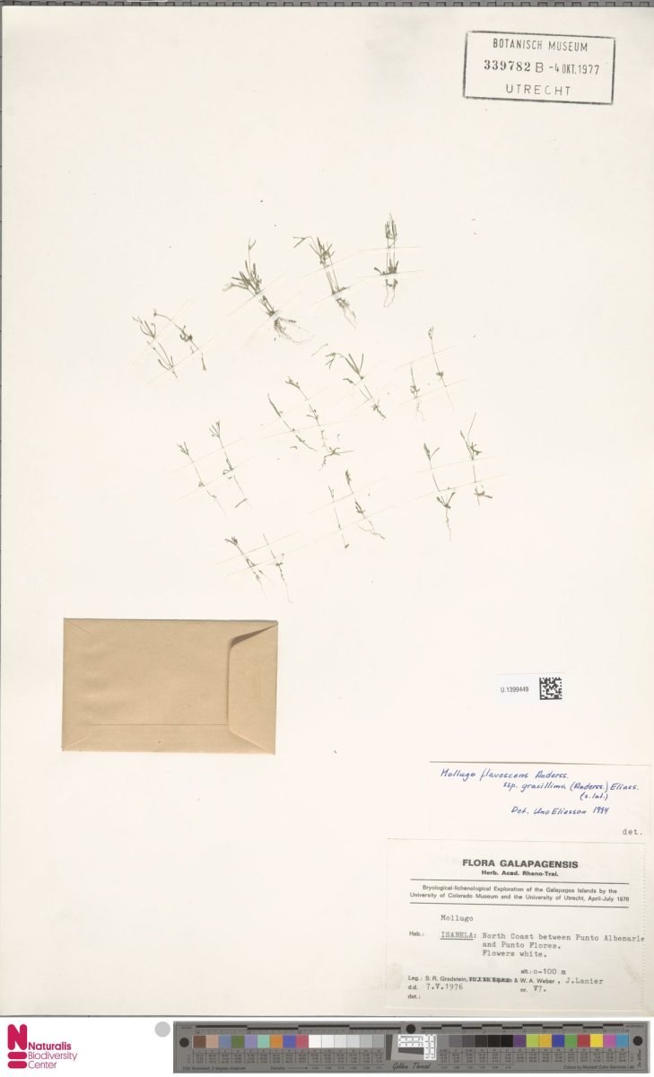 Mollugo flavescens photograph 4