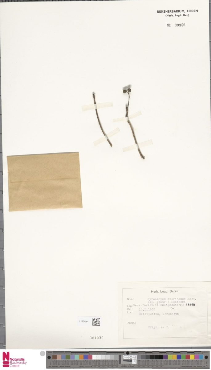 Gyrocarpus americanus subsp. glaber photograph 3