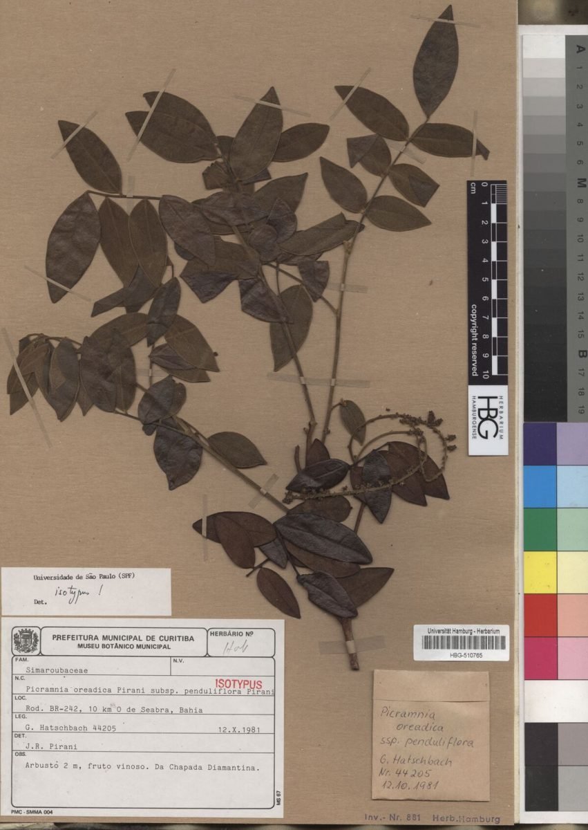 Picramnia oreadica subsp. penduliflora photograph 2