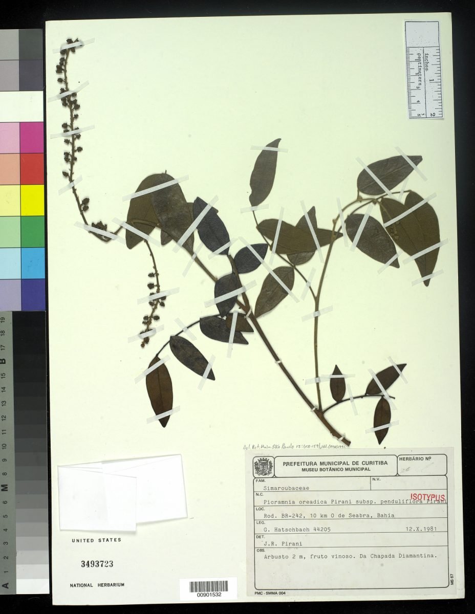 Picramnia oreadica subsp. penduliflora