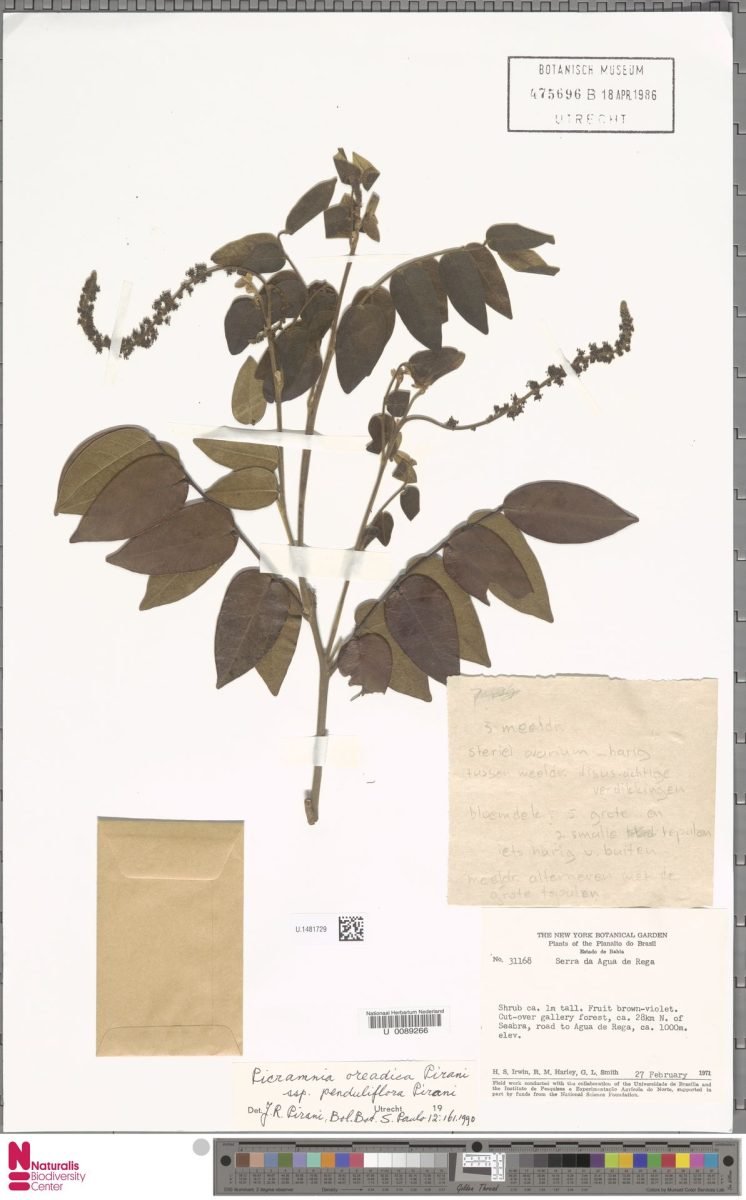 Picramnia oreadica subsp. penduliflora photograph 3