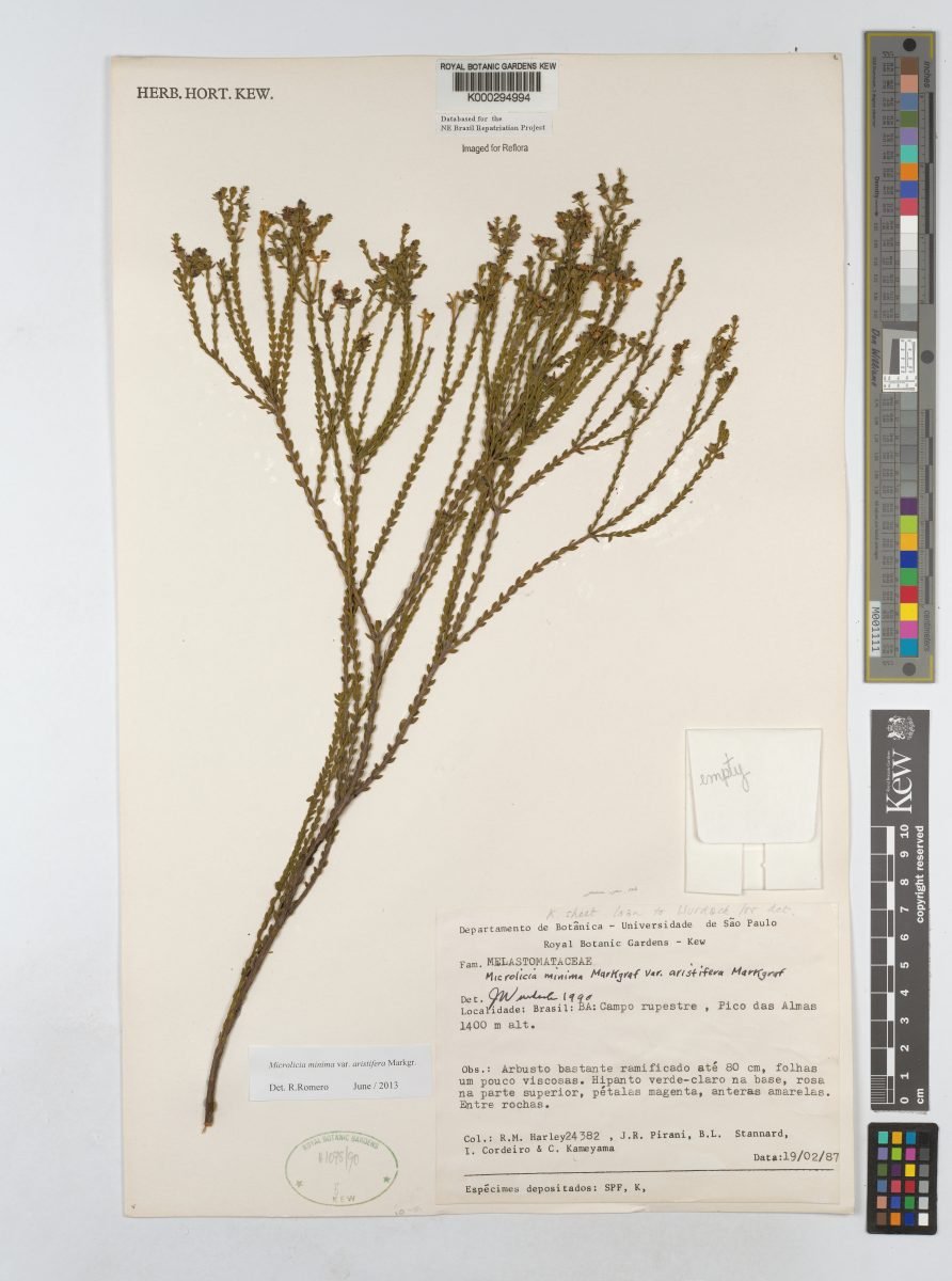 Microlicia minima var. aristifera photograph 5