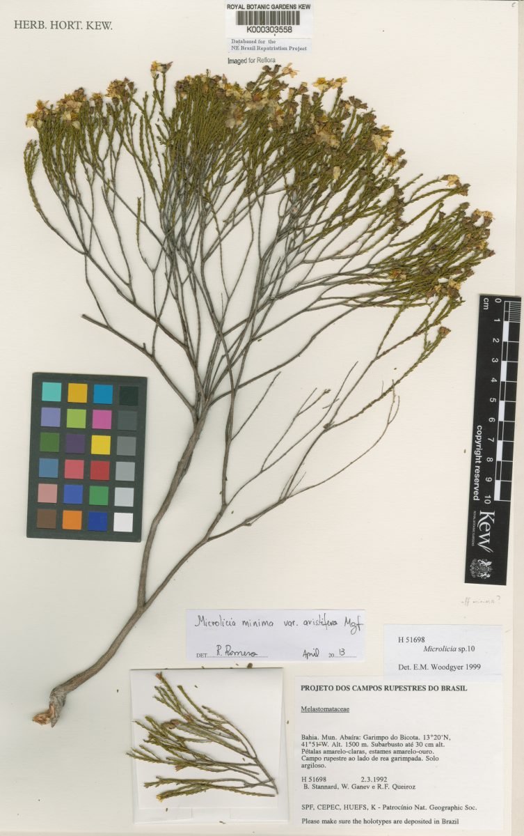 Microlicia minima var. aristifera photograph 4