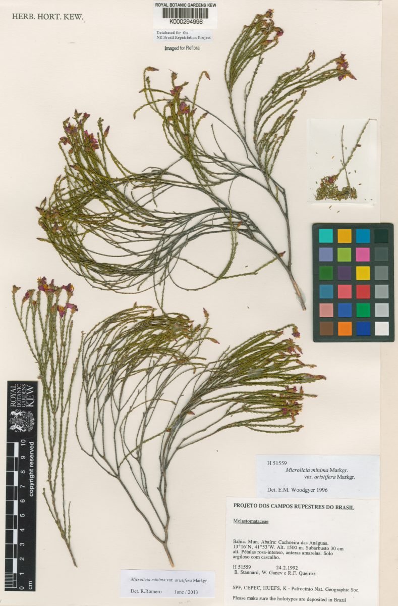 Microlicia minima var. aristifera photograph 3