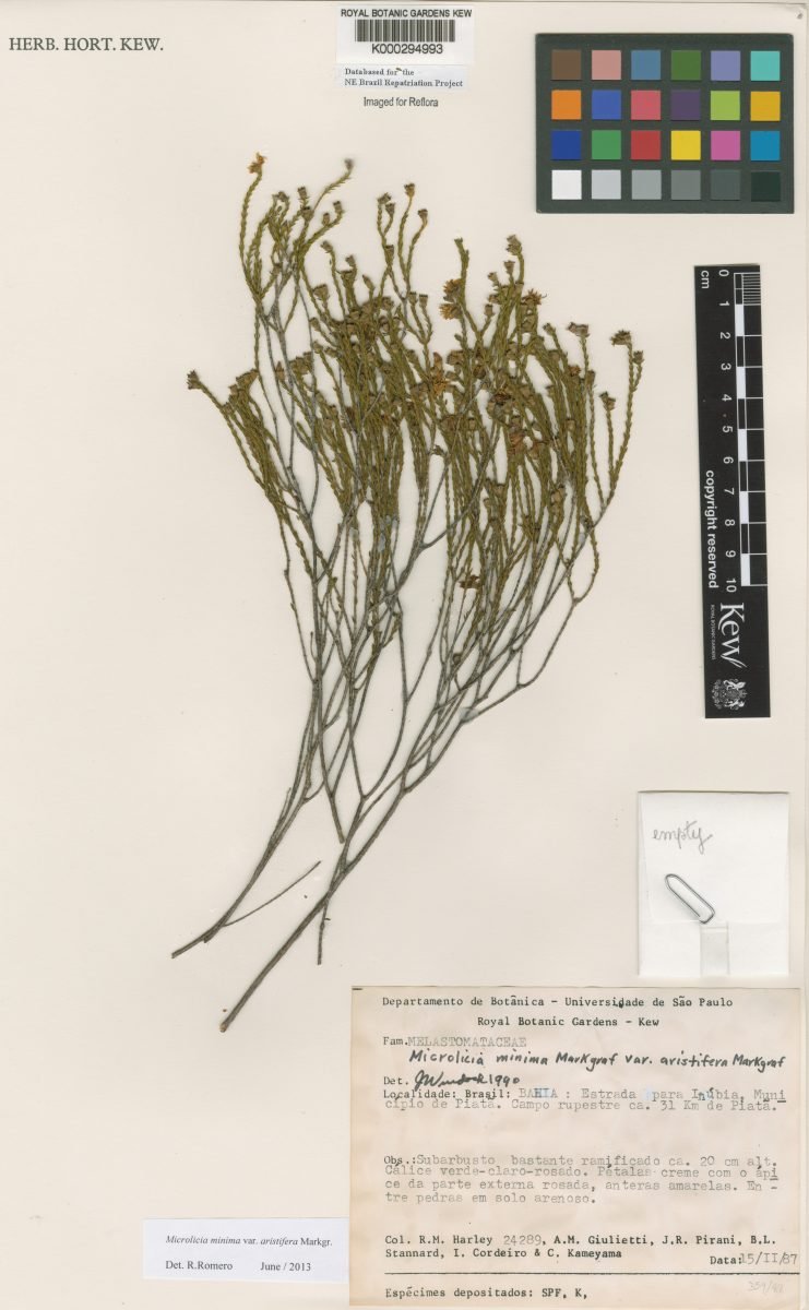 Microlicia minima var. aristifera photograph 6