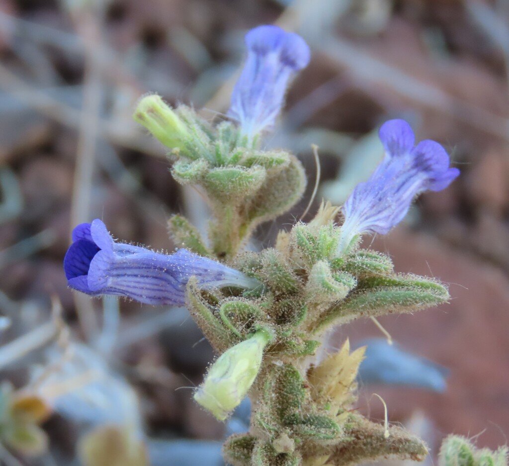 Anticharis kaokoensis