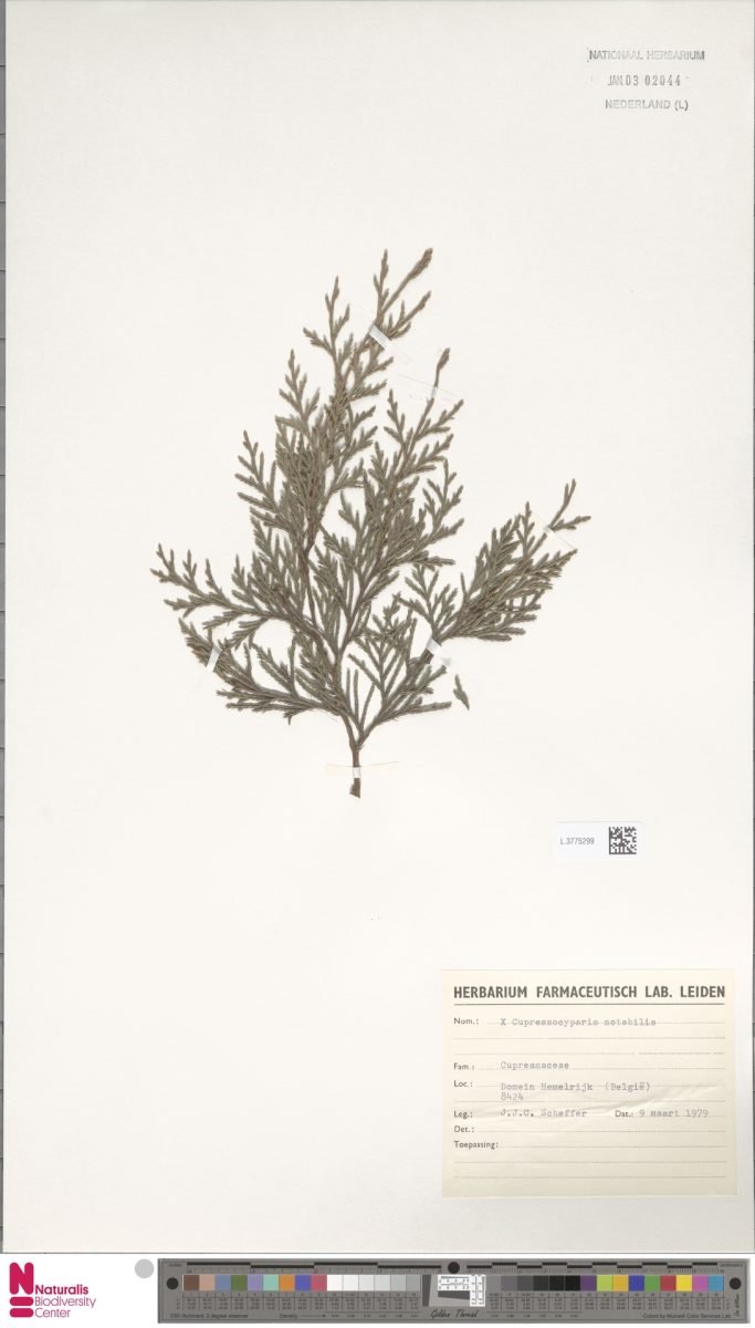 × Hesperotropsis × notabilis photograph 5