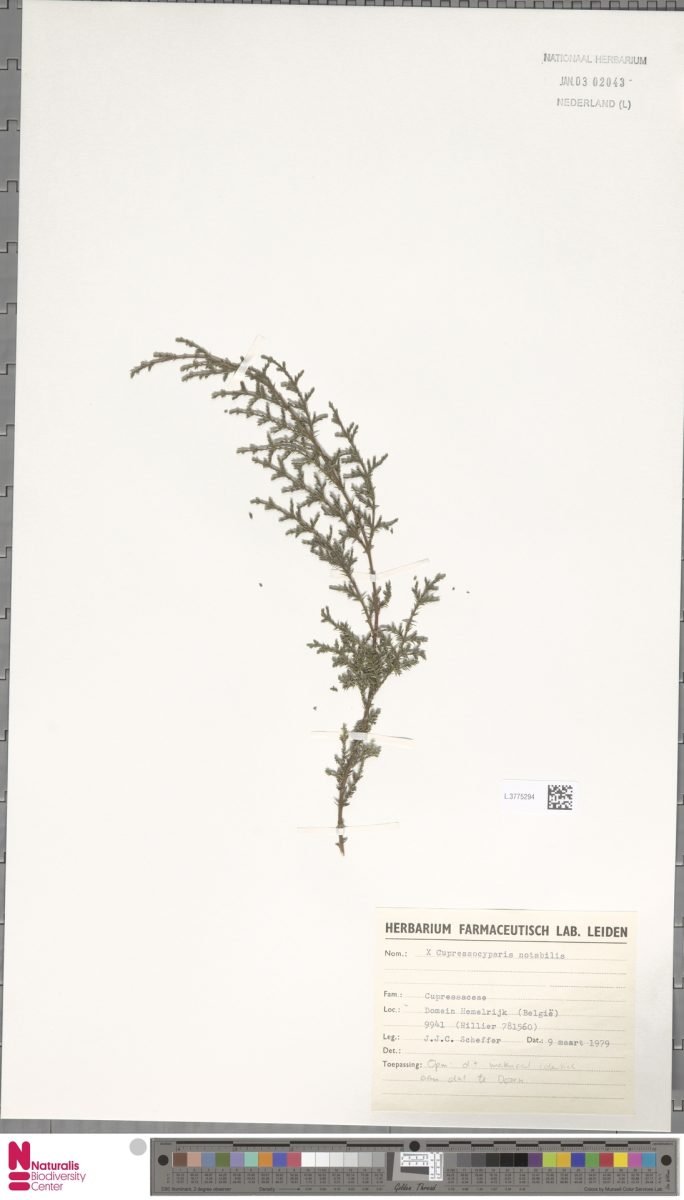 × Hesperotropsis × notabilis photograph 4