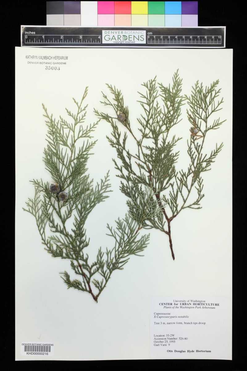 × Hesperotropsis × notabilis
