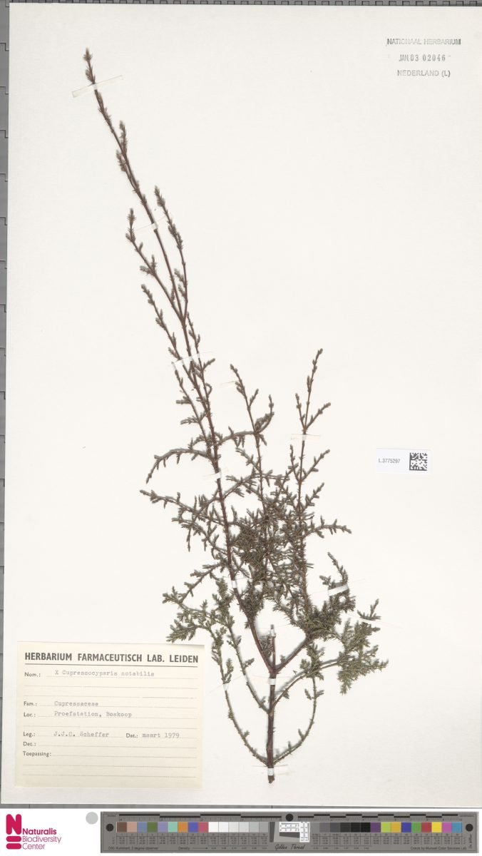 × Hesperotropsis × notabilis photograph 3