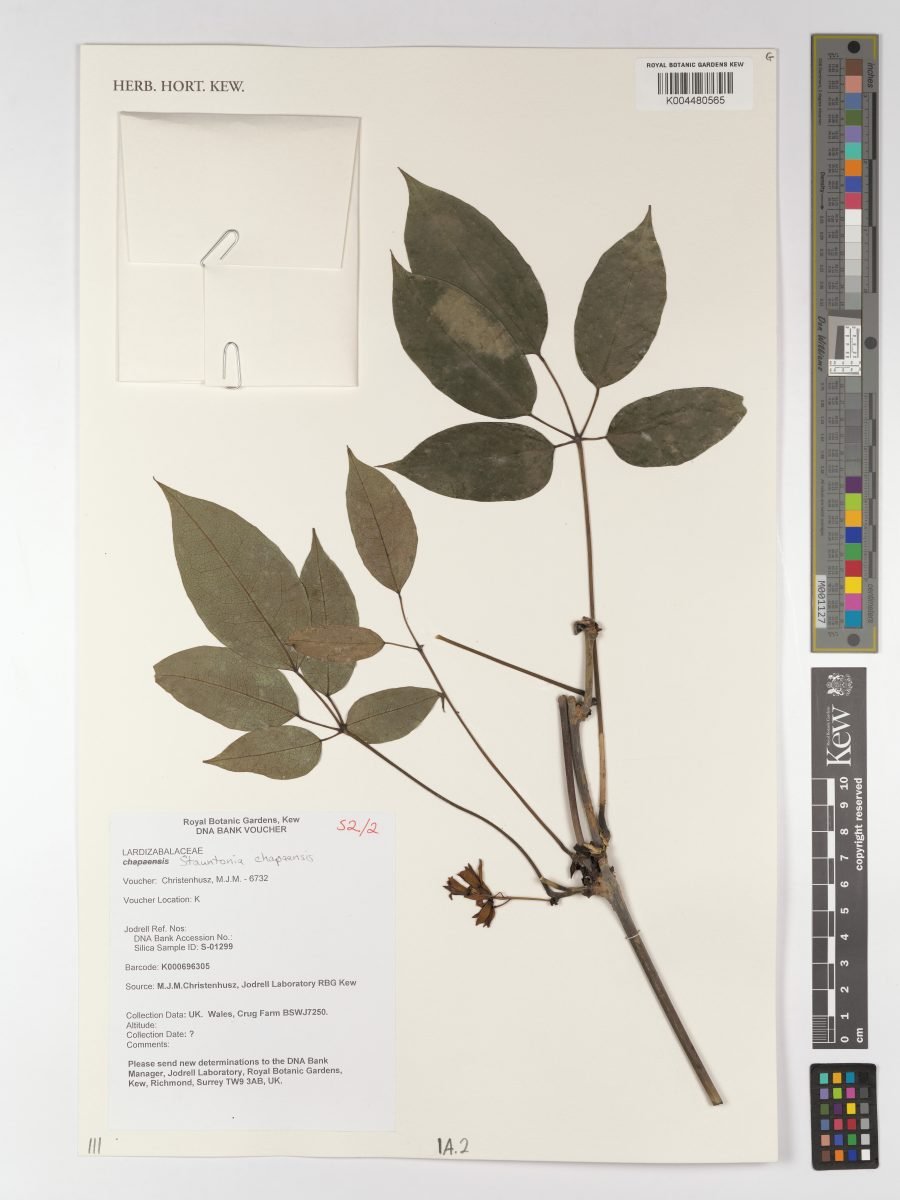 Stauntonia chapaensis photograph 5