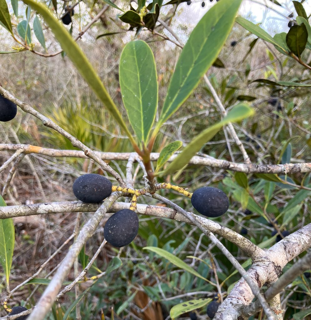 Cartrema floridana
