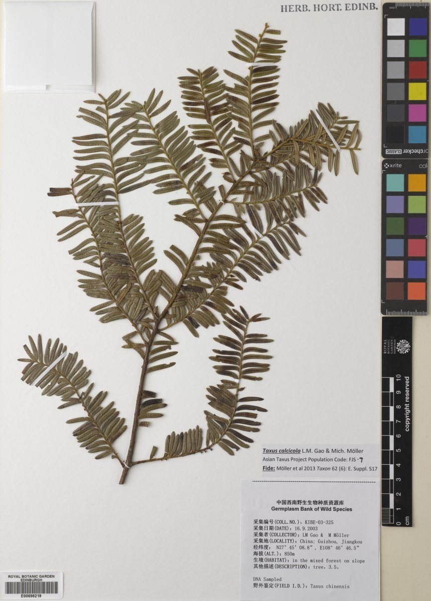 Taxus calcicola