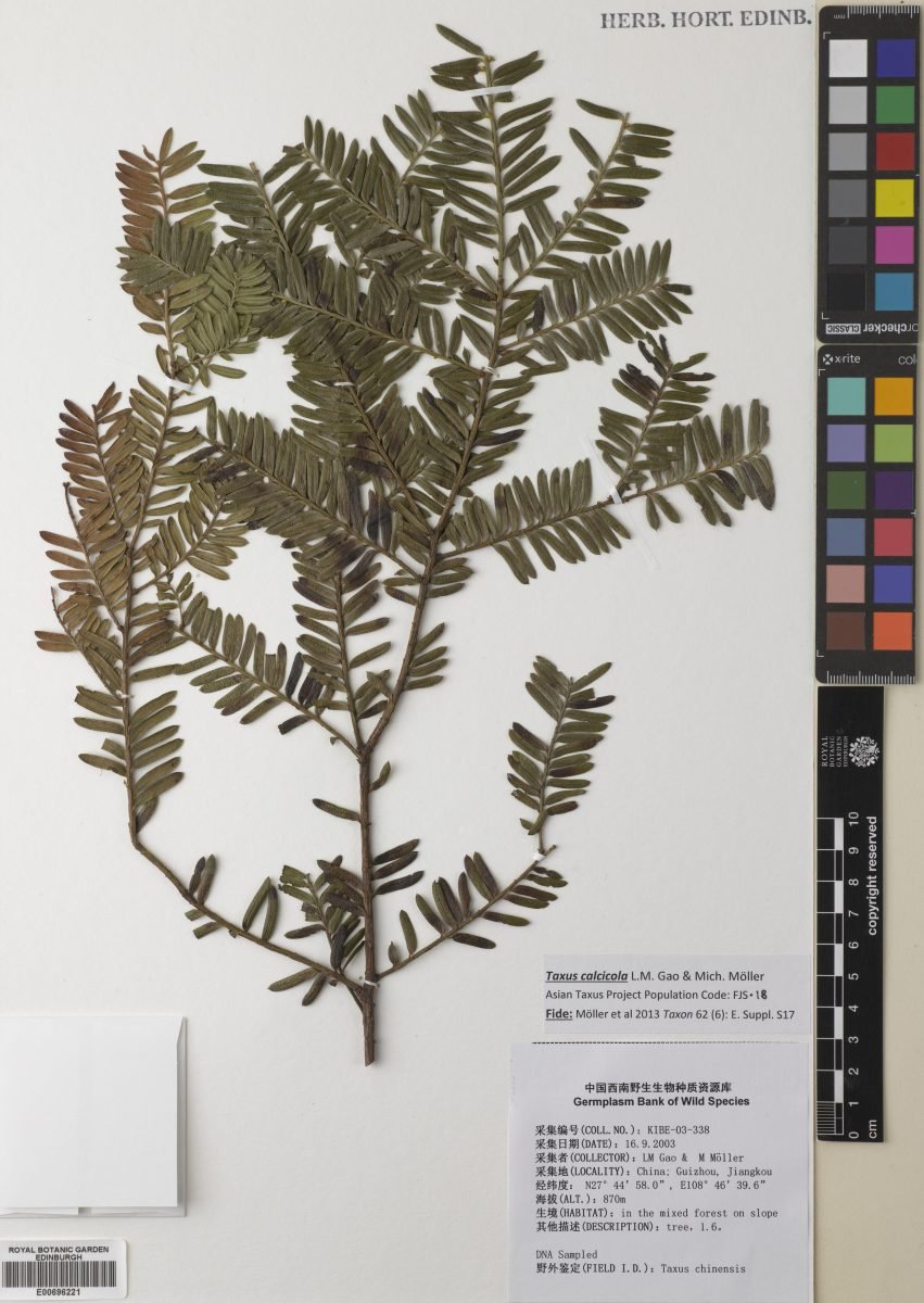 Taxus calcicola photograph 2