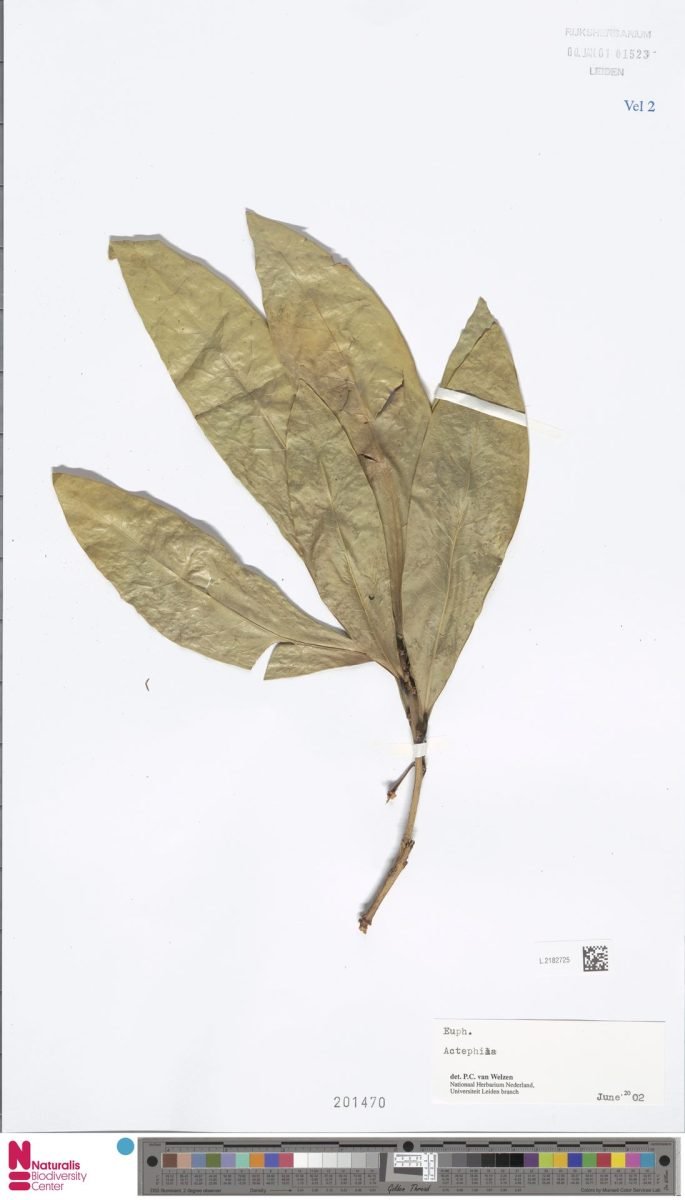 Actephila alanbakeri photograph 4