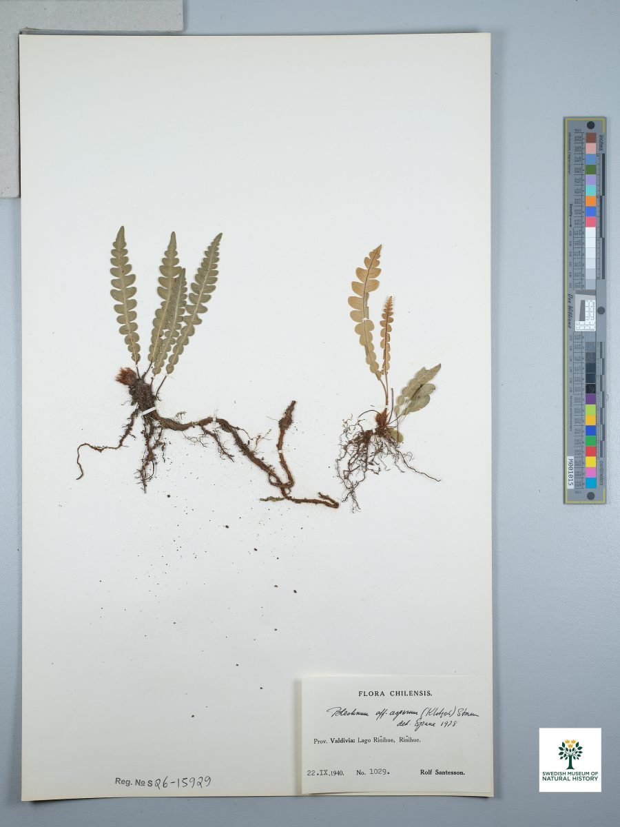 Austroblechnum asperum photograph 4