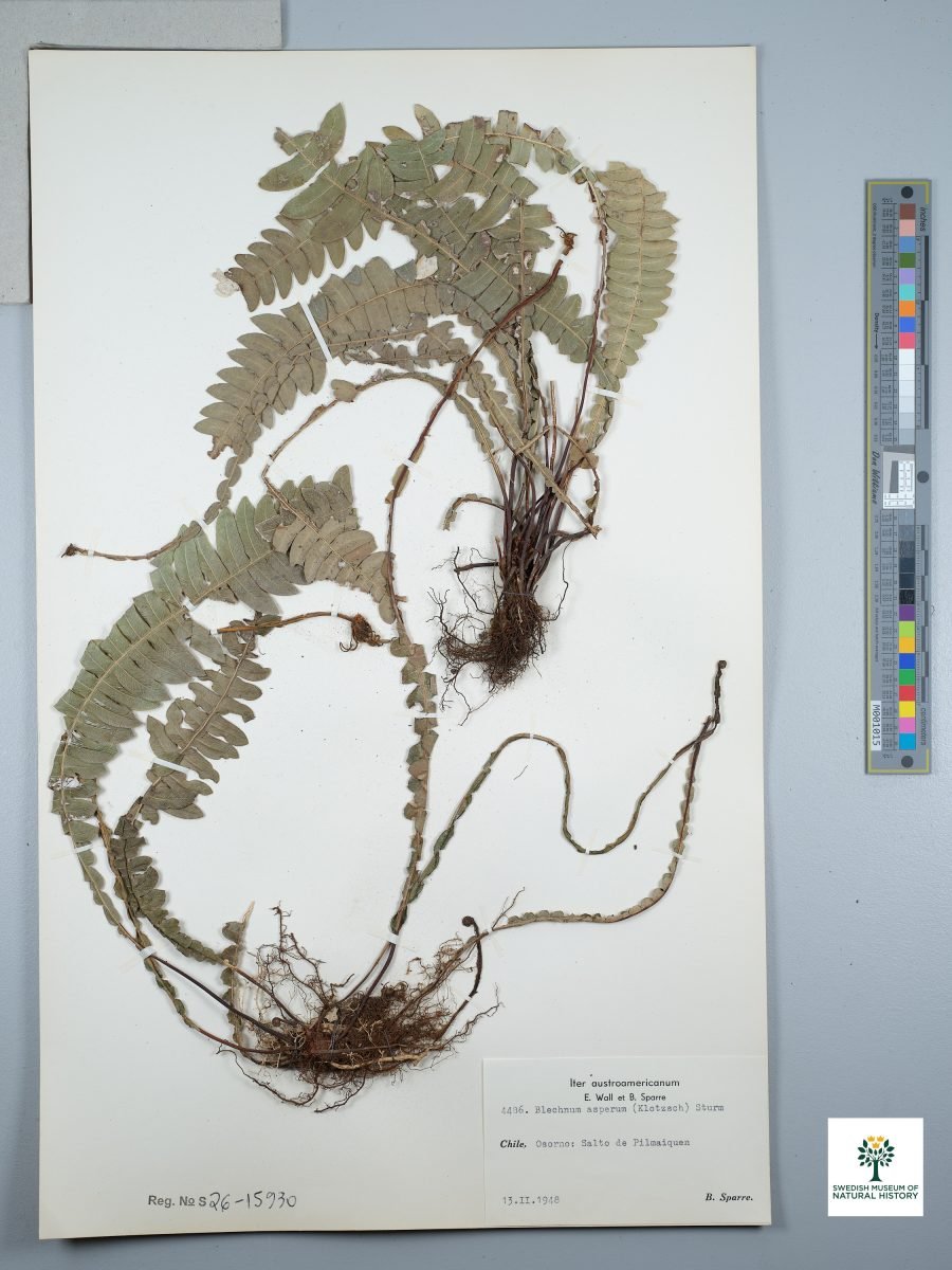 Austroblechnum asperum photograph 3