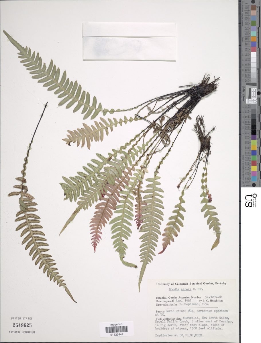 Austroblechnum asperum photograph 2