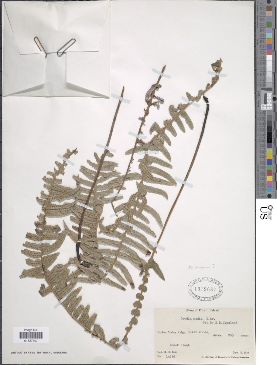 Austroblechnum asperum photograph 5