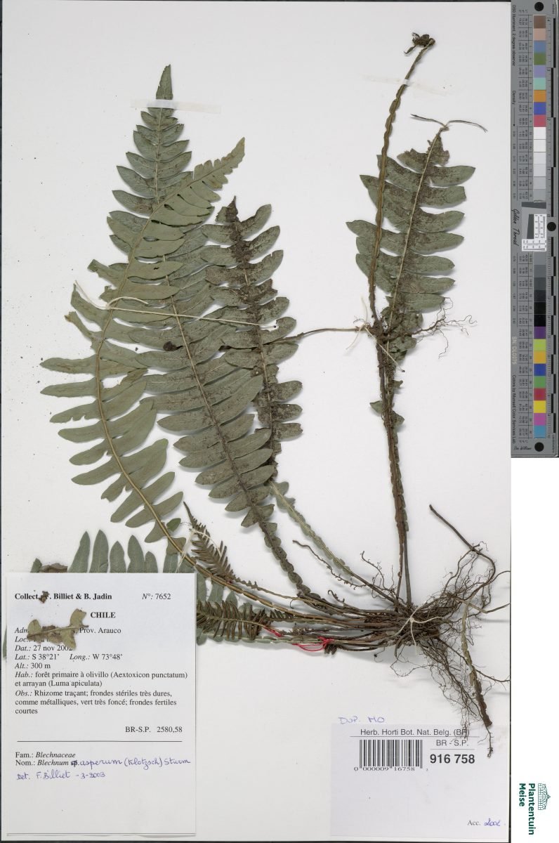 Austroblechnum asperum