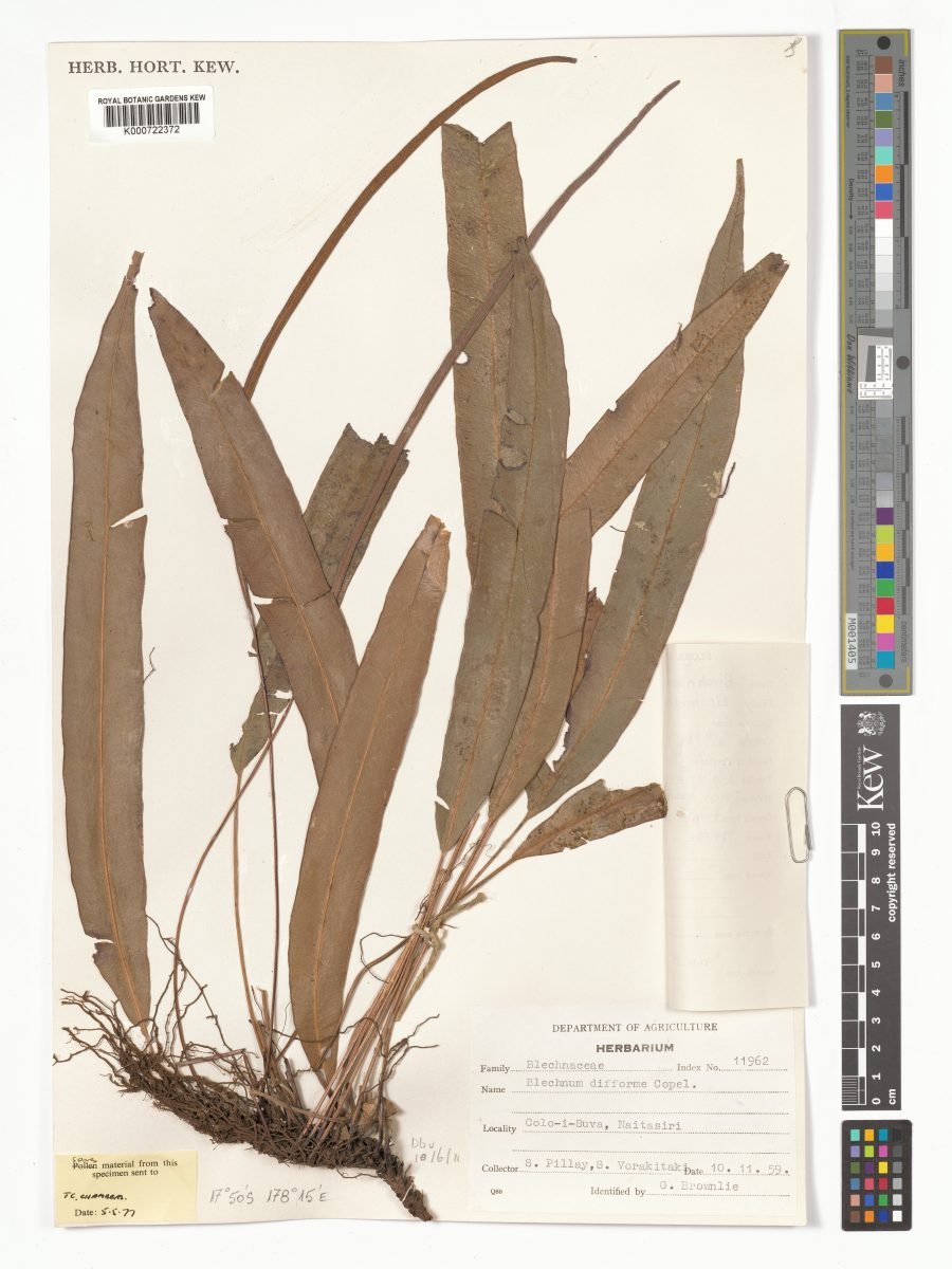Austroblechnum difforme