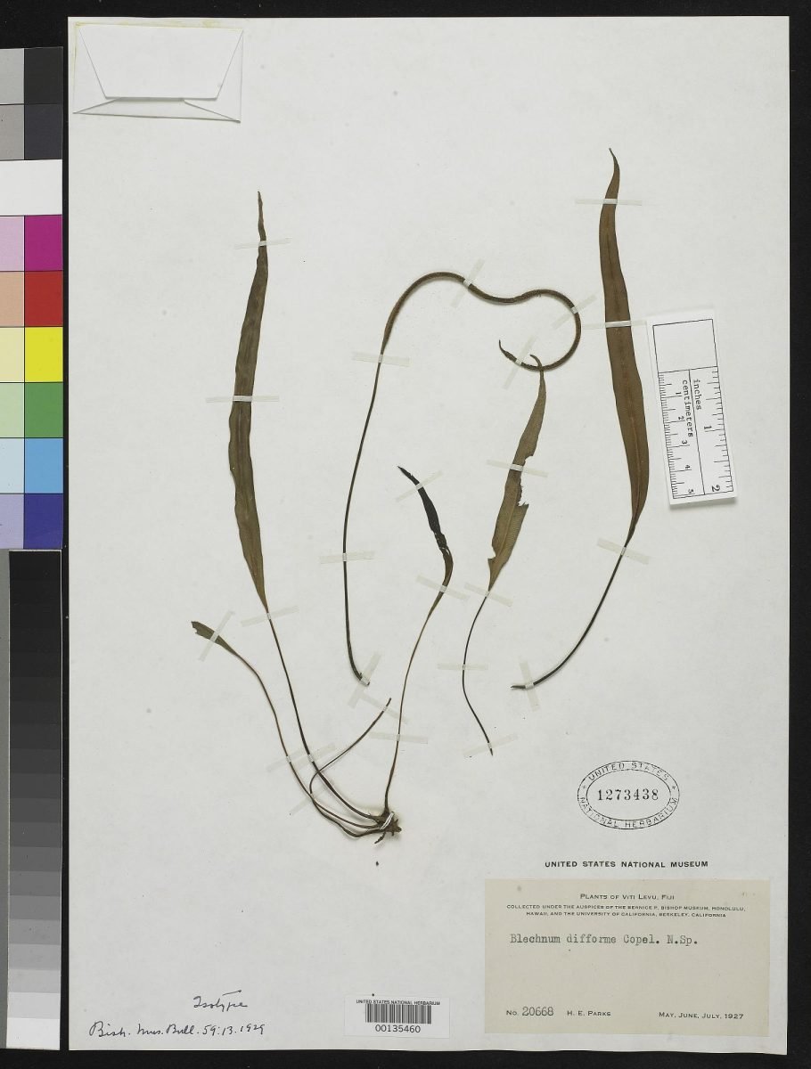 Austroblechnum difforme photograph 5
