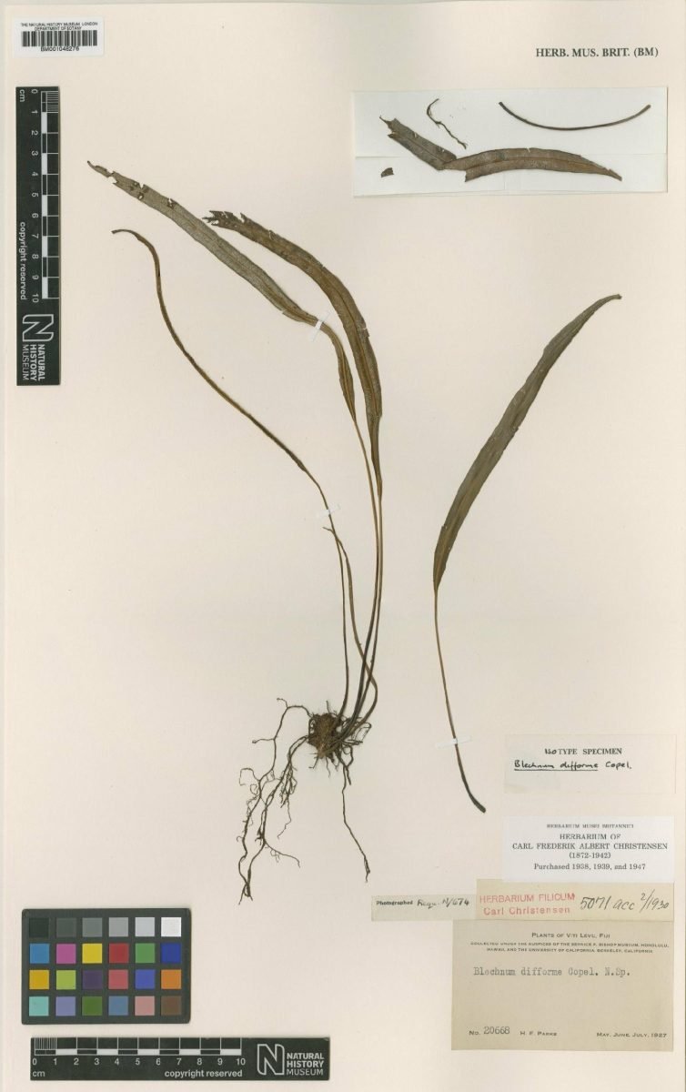 Austroblechnum difforme photograph 4