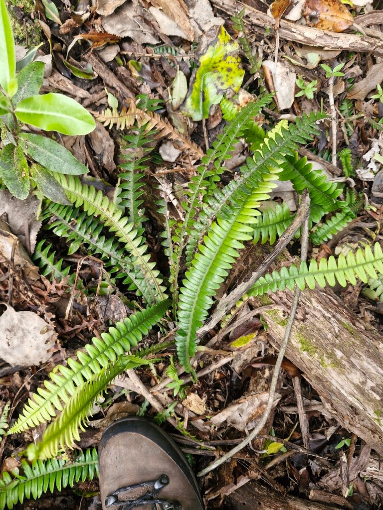 Austroblechnum durum photograph 6