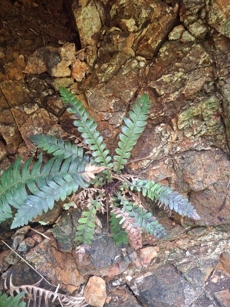 Austroblechnum durum photograph 3