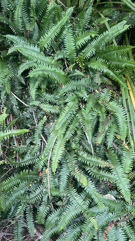 Austroblechnum durum