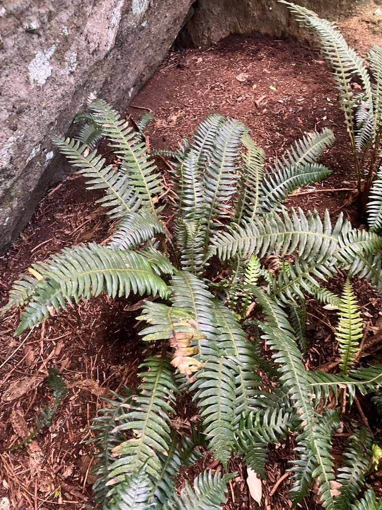 Austroblechnum durum photograph 2