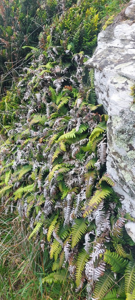 Austroblechnum durum photograph 5