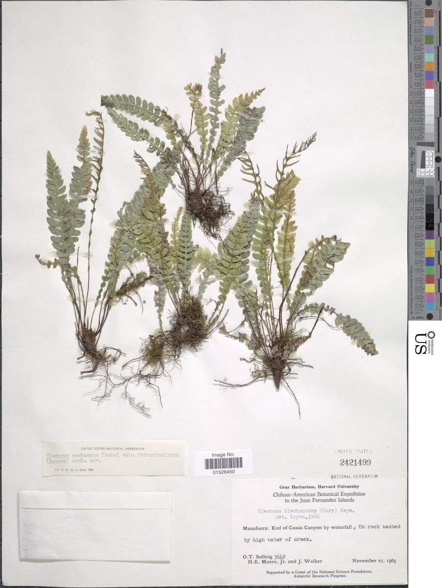 Austroblechnum fernandezianum photograph 2