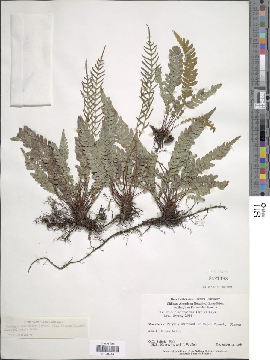 Austroblechnum fernandezianum photograph 3
