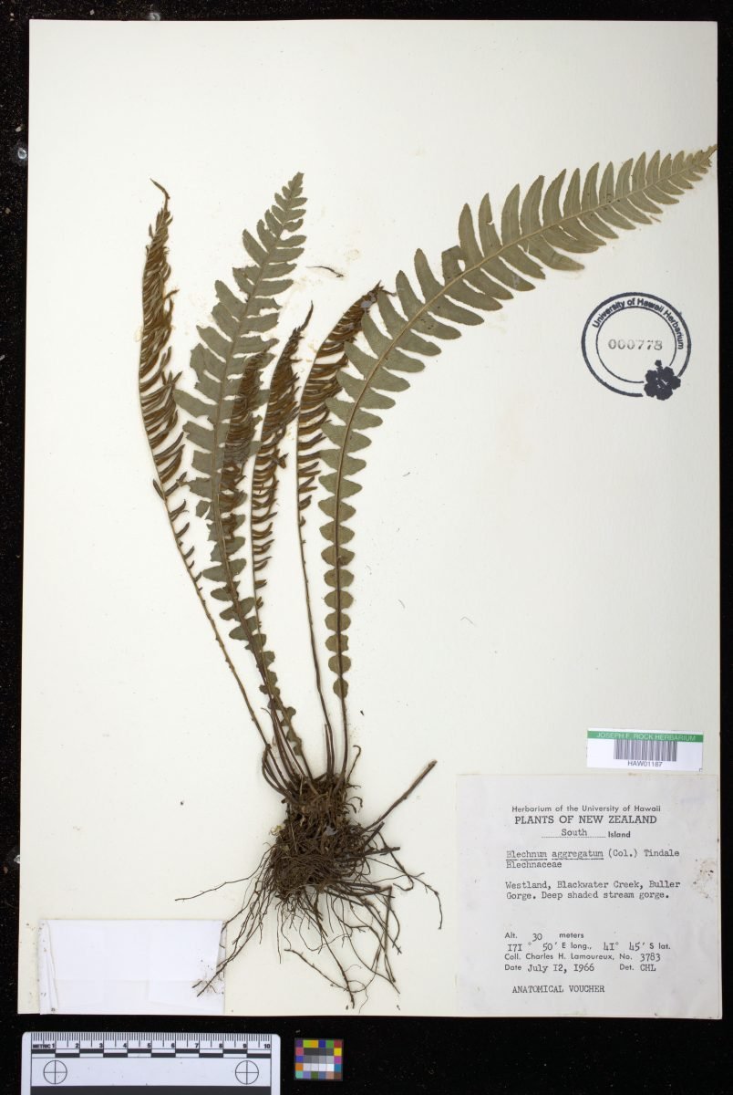 Austroblechnum × aggregatum photograph 6