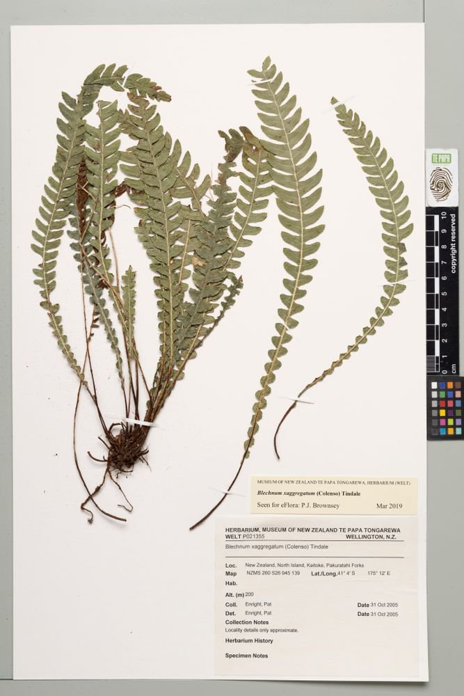 Austroblechnum × aggregatum photograph 3