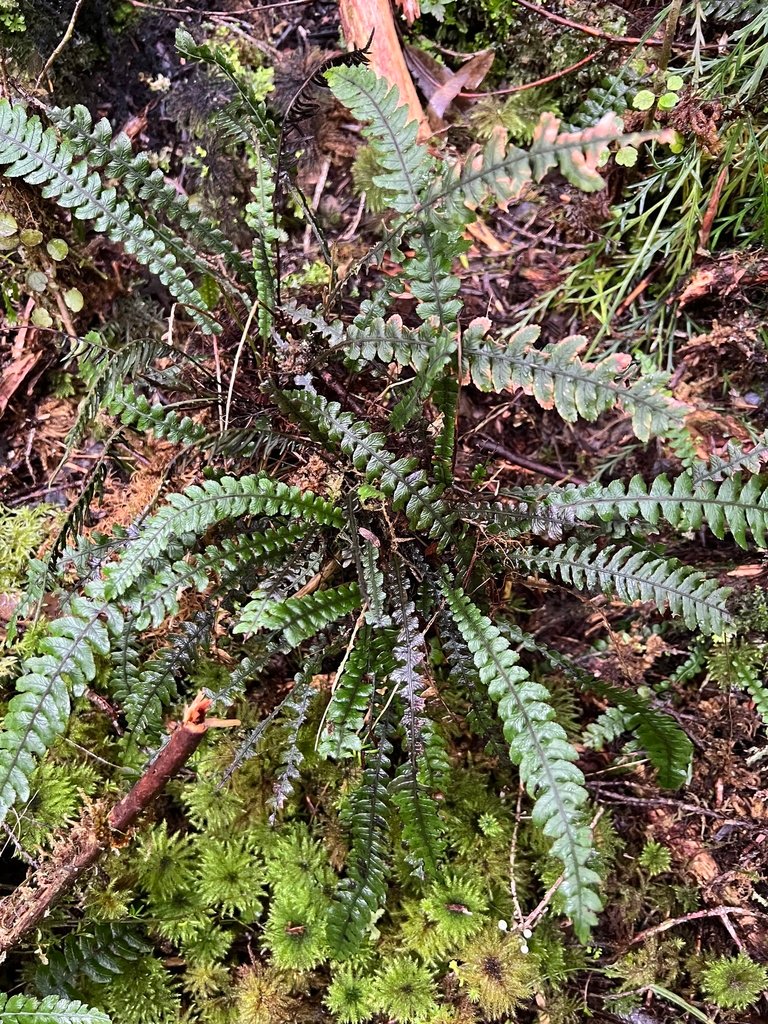 Austroblechnum × aggregatum