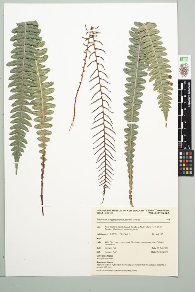 Austroblechnum × aggregatum photograph 2