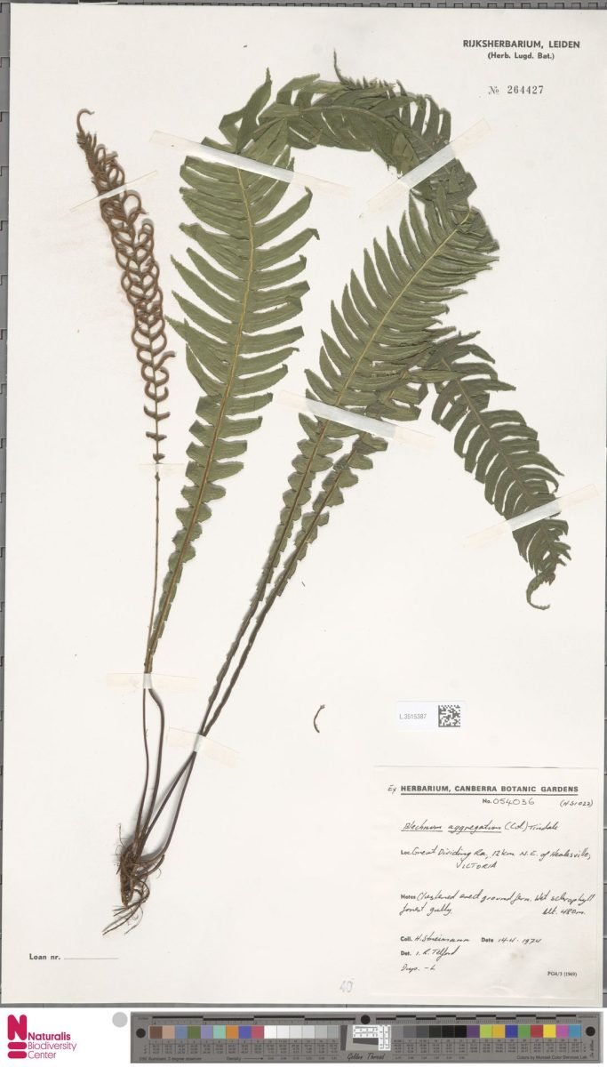 Austroblechnum × aggregatum photograph 5