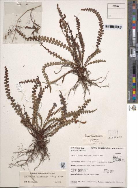 Austroblechnum leyboldtianum photograph 4