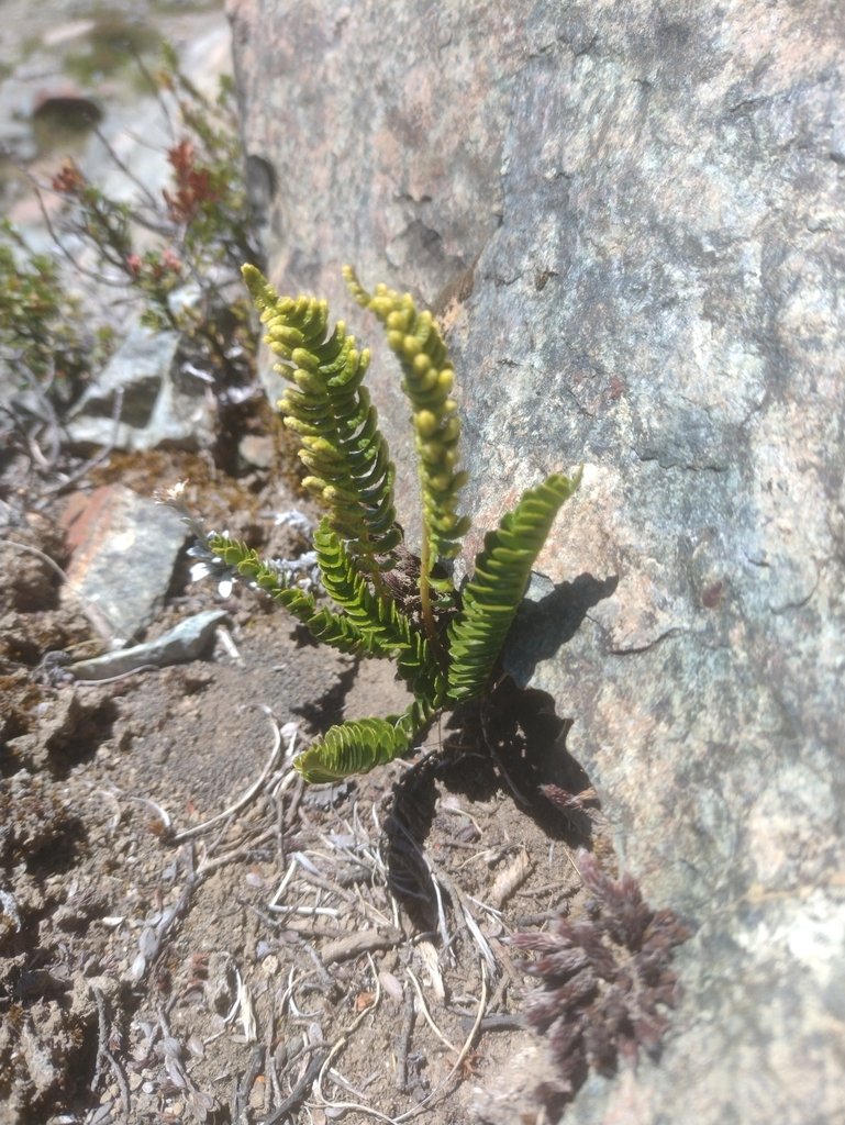 Austroblechnum microphyllum