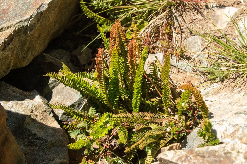 Austroblechnum microphyllum photograph 4