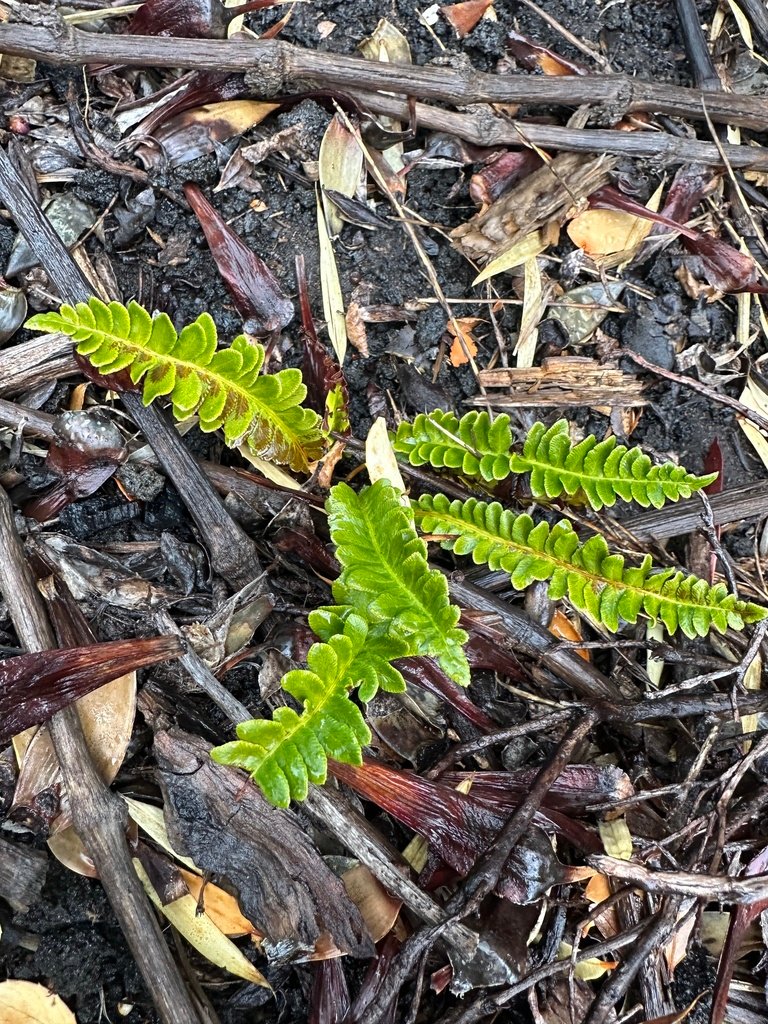 Austroblechnum microphyllum photograph 3