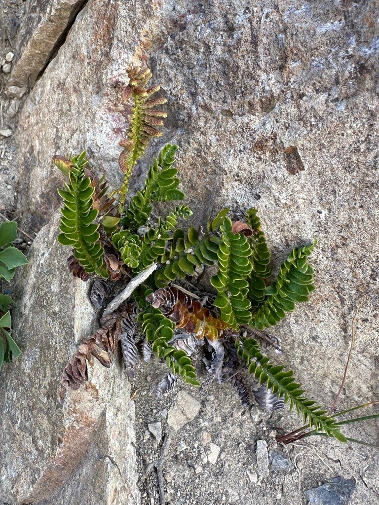 Austroblechnum microphyllum photograph 5